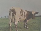 PINK FLOYD ATOM HEART MOTHER HARVEST SHVL 781 GATEFOLD PSYCH VINYL ALBUM LP.