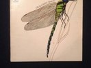 The Strawbs Dragonfly LP