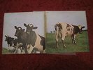 PINK FLOYD Atom Heart Mother First Pressing MINT Vinyl. Harvest Records SHVL 81