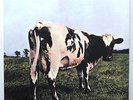 Pink Floyd-Atom Heart Mother-Rare MFSL Audiophile 200 GM LP-Near Mint  #4002