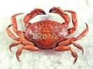 Mariachi El Bronx (I) by Mariachi El Bronx (Vinyl, Aug-2009, Swami Recordings)