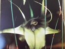 Psychic TV - Dreams Less Sweet -CBS Some Bizzare UK LP 1983 +bonus 12