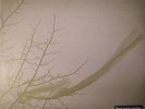 WEISEMANN, Sven - Falling Leaves - 180 gram vinyl 12