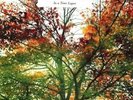 Ludovico Einaudi - In A Time Lapse Vinyl 2LP + Digital