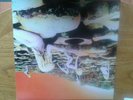 LED ZEPPELIN HOUSES OF THE HOLY vinyl lp