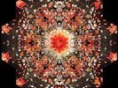 Gold Panda - Half Of Where You Live [Vinyl New]