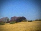 Sun Kil Moon Benji LP Vinyl Record Yellow x/900 Mark Kozelek Red House Painters