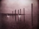 OM - Conference Of The Birds - LP + free MP3 download code