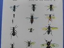 SYD BARRETT, Barrett, Feat. David Gilmour Rick Wright, Harvest LP 2014, NEU