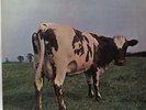 PINK FLOYD Atom Heart Mother LP Horzu SHZE 297 Germany QUADRAPHONIC Rare Red Lbl