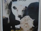 Pink Floyd ?– For Reasons I Don't Understand Pt I Vinyl LP Only 30 Copies Only