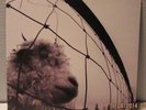 Pearl Jam - VS vinyl 1993 original pressing