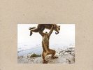 SHELLAC DUDE INCREDIBLE TOUCH AND GO RECORDS CD + LP VINYLE NEUF