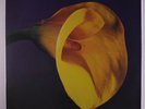 SWANS: The Burning World LP Sealed (reissue) Rock & Pop