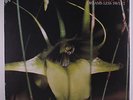 PSYCHIC TV: Dreams Less Sweet LP (UK, reissue) Rock & Pop