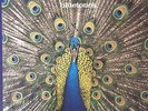 THE BLUETONES EXPECTING TO FLY LP *SIGNED*