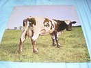 Pink Floyd Atom heart Mother Stereo A4 B6 Unplayed Vinyl