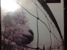 Vs. [LP] by Pearl Jam (Vinyl, May-2011, Sony Legacy)