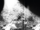 GODSPEED YOU BLACK EMPEROR - asunder, sweet and other distress