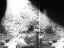 Asunder Sweet & Other Distress - Godspeed You Black Emperor (2015, Vinyl NEW)