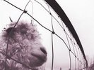 Vs - Pearl Jam (2011, Vinyl New)