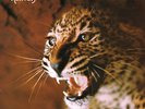 KVARTETTEN SOM SPRANGDE - KATTVALS NEW VINYL