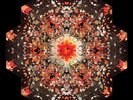 GOLD PANDA - HALF OF WHERE YOU LIVE 2 VINYL LP NEU