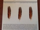 The Appleseed Cast Low Level Owl Volumes 1 & 2 Triple Vinyl Lp Rare Gilead Media