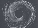 Dawn Of Midi - Dysnomia Vinyl 2LP + Digital NEU 0451773