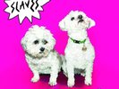 SLAVES - ARE YOU SATISFIED?     VINYL LP NEW+