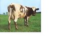 Pink Floyd Atom Heart Mother LP   French Path Marconi EMI 1972-1978