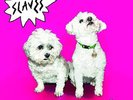 Slaves - Are You Satisfied? (Vinyl)
