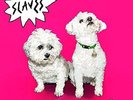 Are You Satisfied? [VINYL] Slaves Vinyl