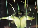PSYCHIC TV  ?'Dreams Less Sweet'  vinyl LP - CBS [CBS 25737] 1983