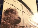 PEARL JAM   vs  *original  1st edition  lp   w/ gatefold jacket