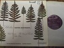 SABL 195 Sibelius Violin Concerto etc. / Oistrakh HI-FI STEREO