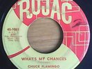 Chuck Flamingo  