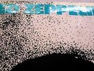 LED ZEPPELIN ‘SELF TITLED’ DEBUT UK 1st PRESS WITH TURQUOISE LETTERING SLEEVE.