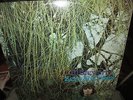 AL STEWART Zero She Flies G/F Unipack Sleeve UK LP 1970 CBS Prog Pysch Folk NM