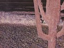 INDIAN SUMMER - LP - RCA neon NE 3
