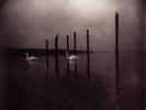 Om - Conference of the Birds