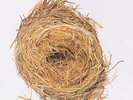 WILCO 