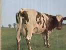 Pink Floyd, Atom Heart Mother - SHVL-781