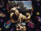 Interpol Our Love To Admire Rare 1St Pressing Indie Vinyl Lp Unplayed With Cd