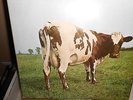 PINK FLOYD ORIGINAL UK ATOM HEART MOTHER HARVEST SHVL 781 A1-G/B1-G NO EMI BOX