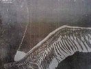 My Dying Bride - Turn loose the swans - 2x Vinyl LP
