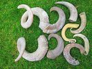 Rams Horn,