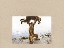 Shellac Dude Incredible LP + CD vinyl record indie sealed steve albini