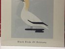 Bert Jansch Black Birds of Brittany Cuckoo RSD 7