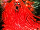 MORGOTH - Resurrection Absurd (Re-release) - Vinyl-LP - black Vinyl